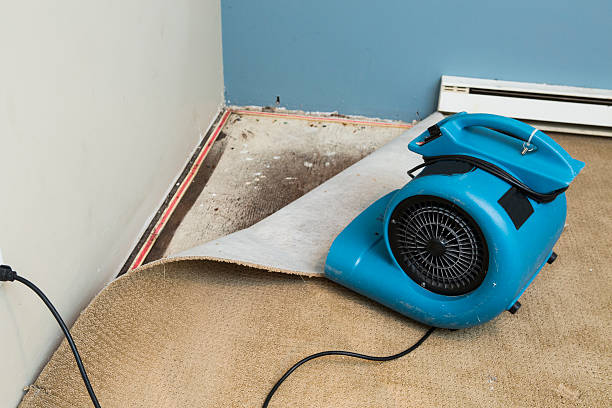 Best Water damage contractors near me  in Romoland, CA